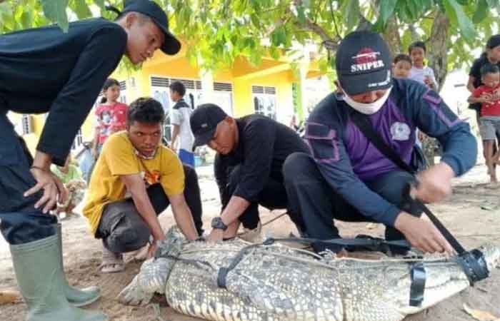 袭击虾塘，居民在东楠榜抓获 1 公担重鳄鱼
