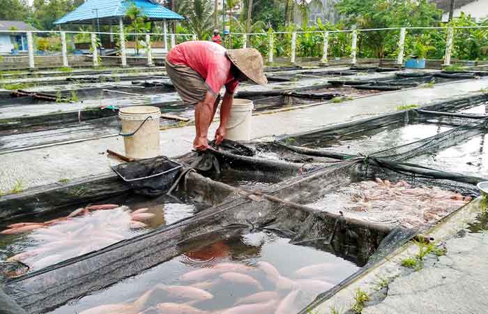 KKP 提议传统鱼类养殖者明年获得补贴化肥