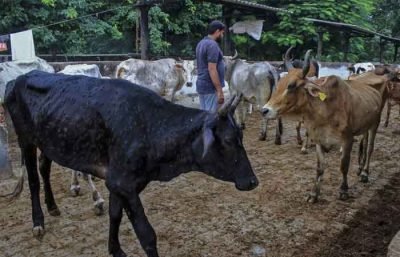 病毒蔓延！印度 10 万头牛只死亡 超过 200 万人罹病