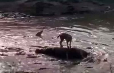 爬上河马尸体在水中成孤岛！母狮踩「40条鳄鱼」惊险脱困 影片曝光网疯传