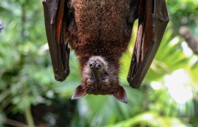 蝙蝠被发现可传人变种病毒：新冠疫苗与抗体完全无效