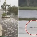 美国怪兽飓风狂淹，佛州“鲨鱼街上游”