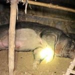 68 岁老翁养「120 kg 大野猪」当宠物 突遭獠牙刺死