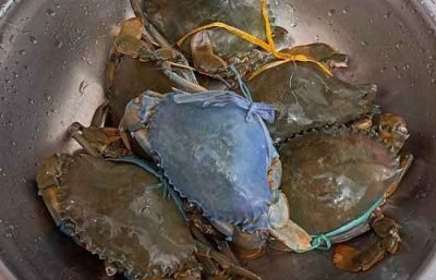 菜市场买到超漂亮「蓝壳蟹」 能不能吃？专家来解答