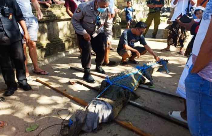 巴厘岛勒吉安海滩 3米长鳄鱼现身让游客和居民大吃一惊