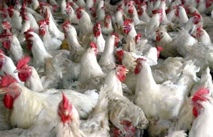 东爪哇十个最高肉鸡生产区