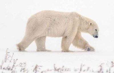 北极熊杀人！闯阿拉斯加村庄 1妇女1男童不幸殒命
