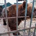 圈养20年！ 阿尔巴尼亚「餐厅熊」获救 将迁居「近千坪豪宅」