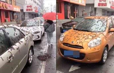 美媒称中国遭“虫雨”袭击，仔细一看是杨树花