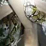 一条 5 米长的蟒蛇闯入芝灵津居民家中，事件造成居民恐惧！