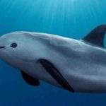 仅剩 8 只！墨西哥未保护濒危加湾鼠海豚遭经济制裁 当局大喊不公