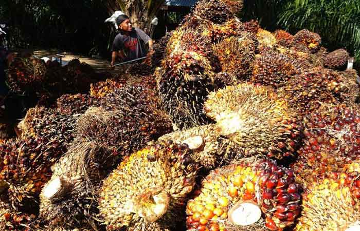 今年棕榈油征税可达 39 万亿盾