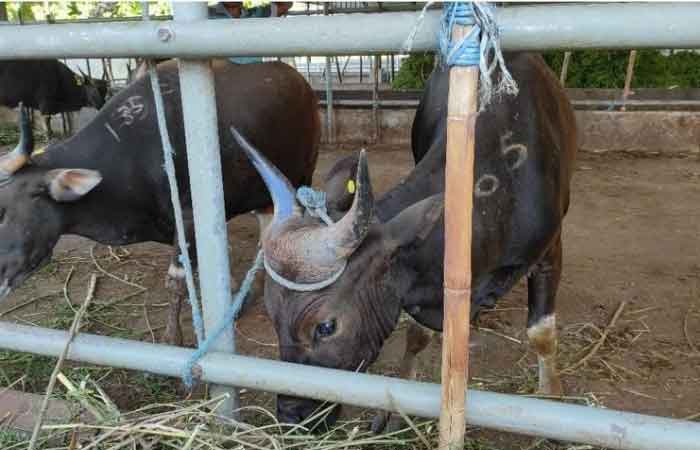 东努省向 3 省运送 1,650 头牛以满足斋月需求，其中之一是雅加达