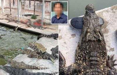 恐怖！柬埔寨养殖户 遭 40 只鳄鱼活活咬死