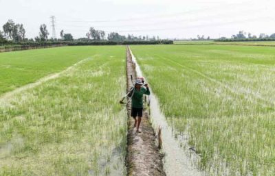 越南将削减稻米出口量 44％ 2030 年仅剩 400 万公吨