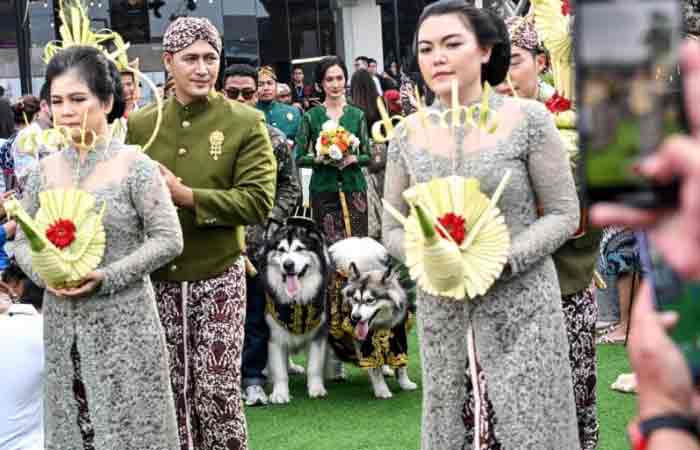 狗结婚啦！Jojo 和 Luna 的 “婚礼” 花了数亿盾，采用爪哇传统……