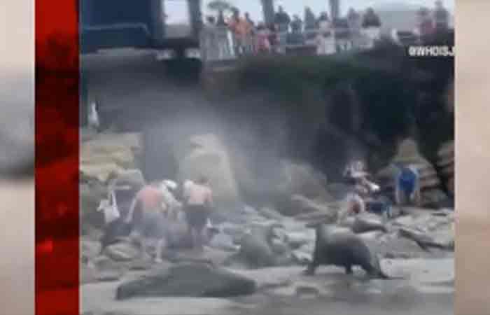 游客们无视警告靠近海狮，愤怒的海狮径直冲向游客