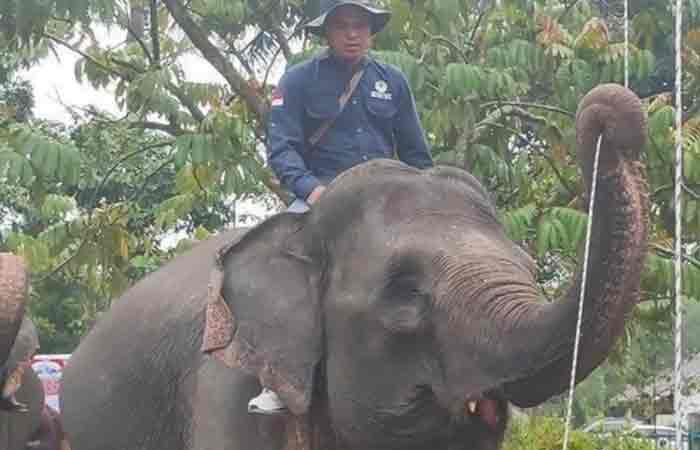 廖内省 3 头苏门答腊大象在我国国庆 78 周年之际升旗