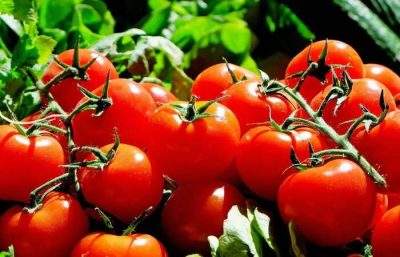 新研究解开番茄既硬挺又美味的基因密码
