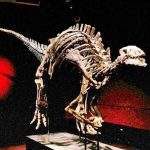 1.5 亿年前恐龙化石标本 巴黎拍价估逾 4 千万