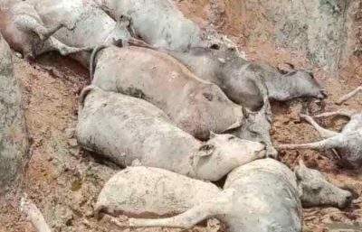 亚沙汉油棕种植园 Bekoan 沟渠发现 13 头奶牛死亡，疑因中毒