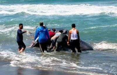 查迪玛琅海滩上，一只斑鲨遭渔民网缠后死去