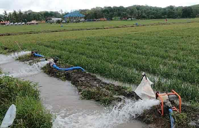 漫长的旱季，邦加勿里洞优先种植水稻和辣椒