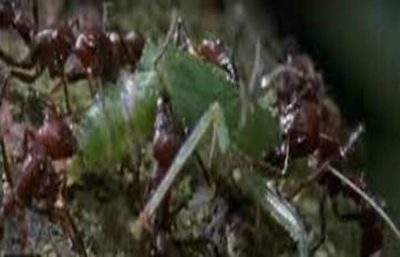 接管大脑的寄生虫能将蚂蚁变“僵尸”
