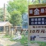 江苏一野生动物园炒作“人虎同住”，罚25万¥