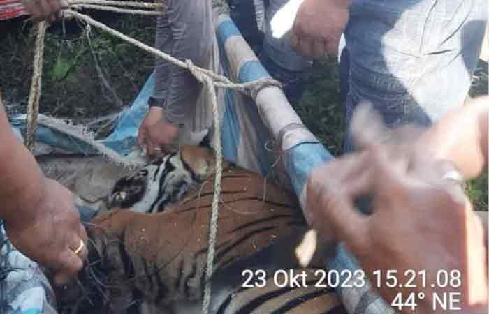 苏门答腊老虎在司马伦坤的一个猪陷阱捕获