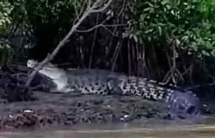 大湾湾有 50 条野生河口鳄，居民须小心