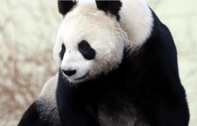 加州将成为美国第一个中国大熊猫重返的州