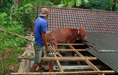 疯传事件！在巴吉丹县，为何一头牛会困在居民房屋的屋顶上？