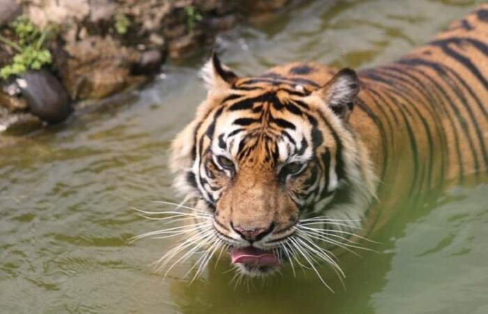 印尼国家创新研究机构发现爪哇虎仍未灭绝的有力证据