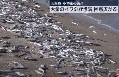 北海道小樽市涌大量沙丁鱼尸！ 绵延海岸线「长达7公里」