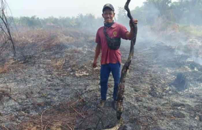锡牙克发生土地火灾，3米巨蟒被活活烧死