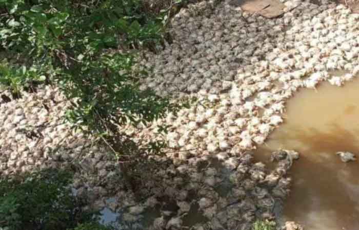 数千只死鸡尸体被扔进穆西拉瓦士的一条河里，警方介入调查