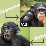 颠覆刻板印象！ 倭黑猩猩竟比黑猩猩更爱打架