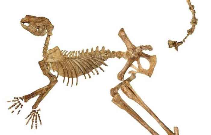 史前袋鼠之谜解开 澳洲发现3种巨型新物种