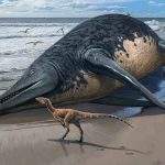 史前巨兽现身！ 英国出土25米长巨型鱼龙化石