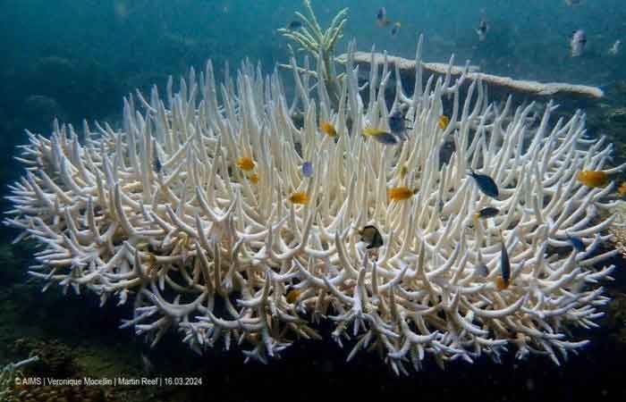 迄今最严重！ NOAA宣布全球珊瑚礁遭受第4次大规模白化