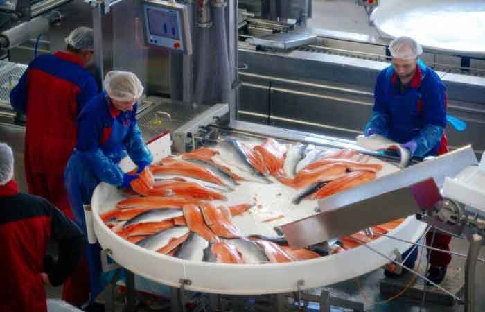 饕客心淌血！挪威鲑鱼价格3个月狂飙41％
